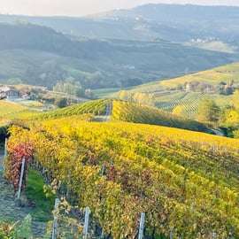 Da Torino: Tour di degustazione di Barolo e Barbaresco