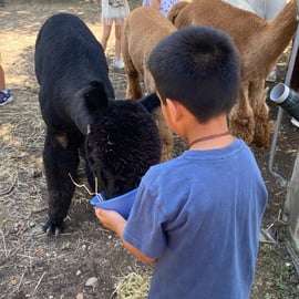 Incontro con gli alpaca a Torino nella fattoria didattica