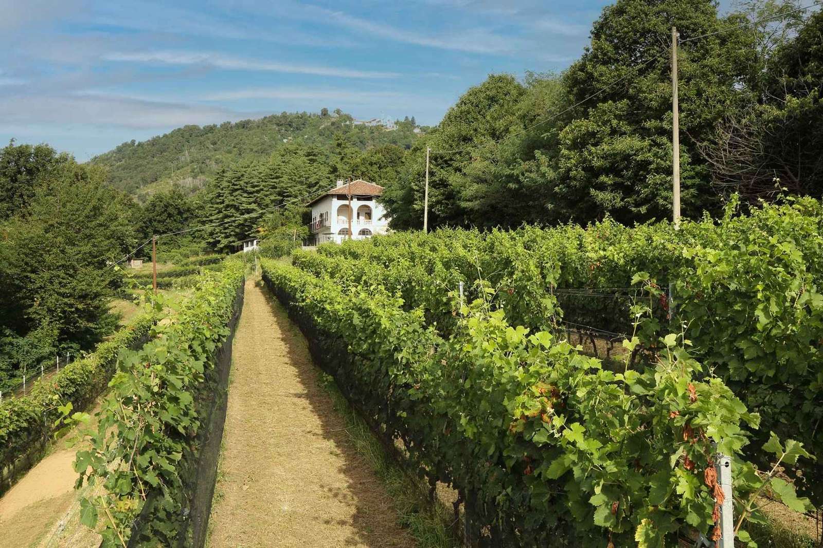 Tour dei vigneti del Sacro Monte di Belmonte e degustazione
