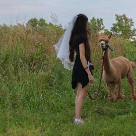 Passeggiata con gli alpaca a Torino alla Cascina Cassotti Balbo