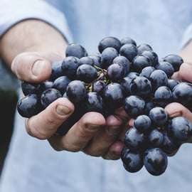 Tour privato: Degustazione di Barolo nelle Langhe da Torino