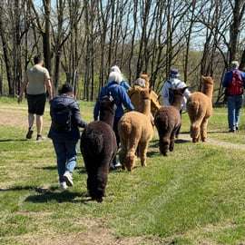Passeggiata con gli alpaca a Torino alla Cascina Cassotti Balbo