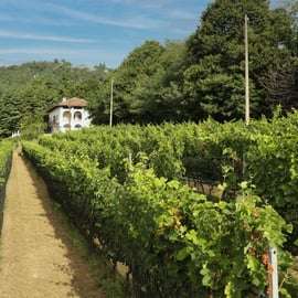 Tour dei vigneti del Sacro Monte di Belmonte e degustazione