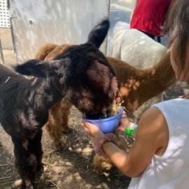 Incontro con gli alpaca a Torino nella fattoria didattica