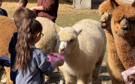 Incontro con gli alpaca a Torino nella fattoria didattica