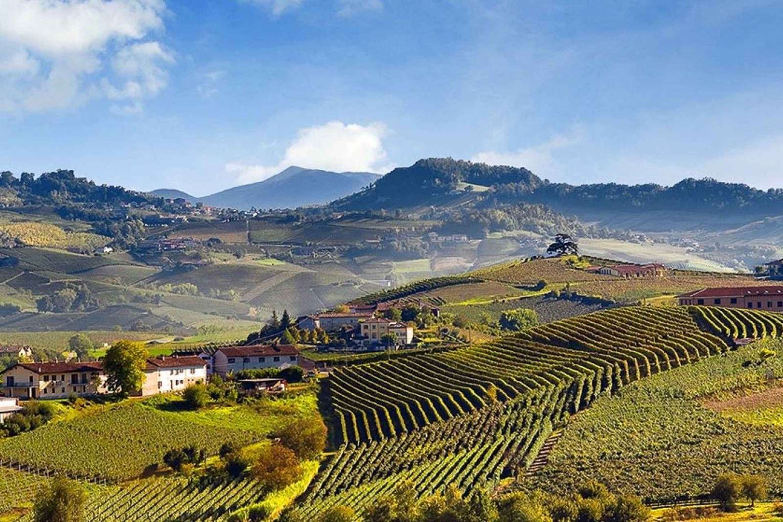 Tour privato: Degustazione di Barolo nelle Langhe da Torino