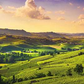 Torino: Langhe Wine Tour con trasferimenti privati e pranzo