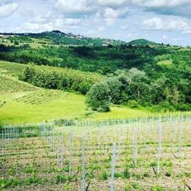 Degustazione di vini e visita alle cantine vicino ad Asti e Torino