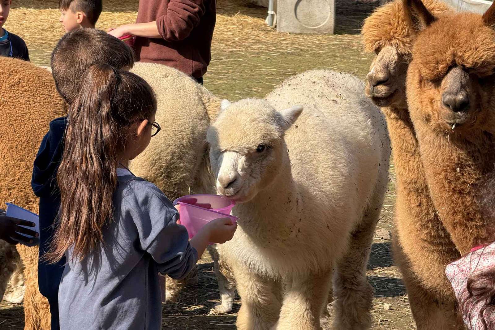 Incontro con gli alpaca a Torino nella fattoria didattica
