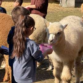 Incontro con gli alpaca a Torino nella fattoria didattica