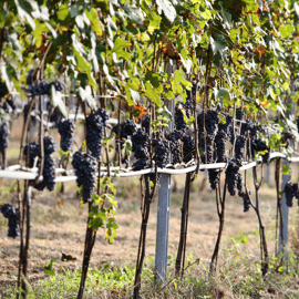 Visita alle cantine biologiche vicino a Torino con degustazione di vini e cibo