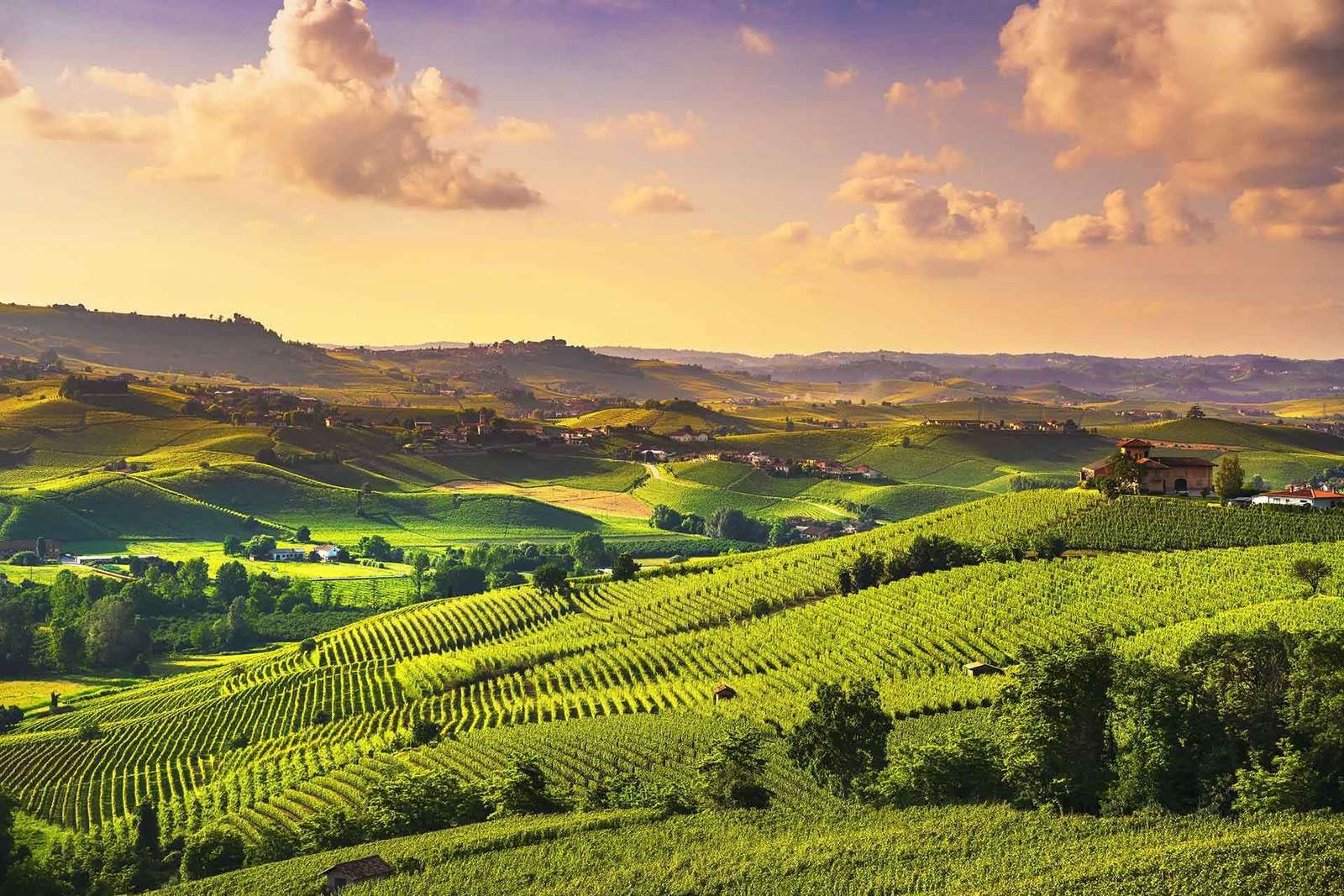 Torino: Langhe Wine Tour con trasferimenti privati e pranzo