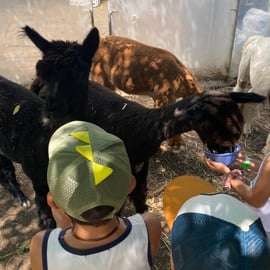 Incontro con gli alpaca a Torino nella fattoria didattica