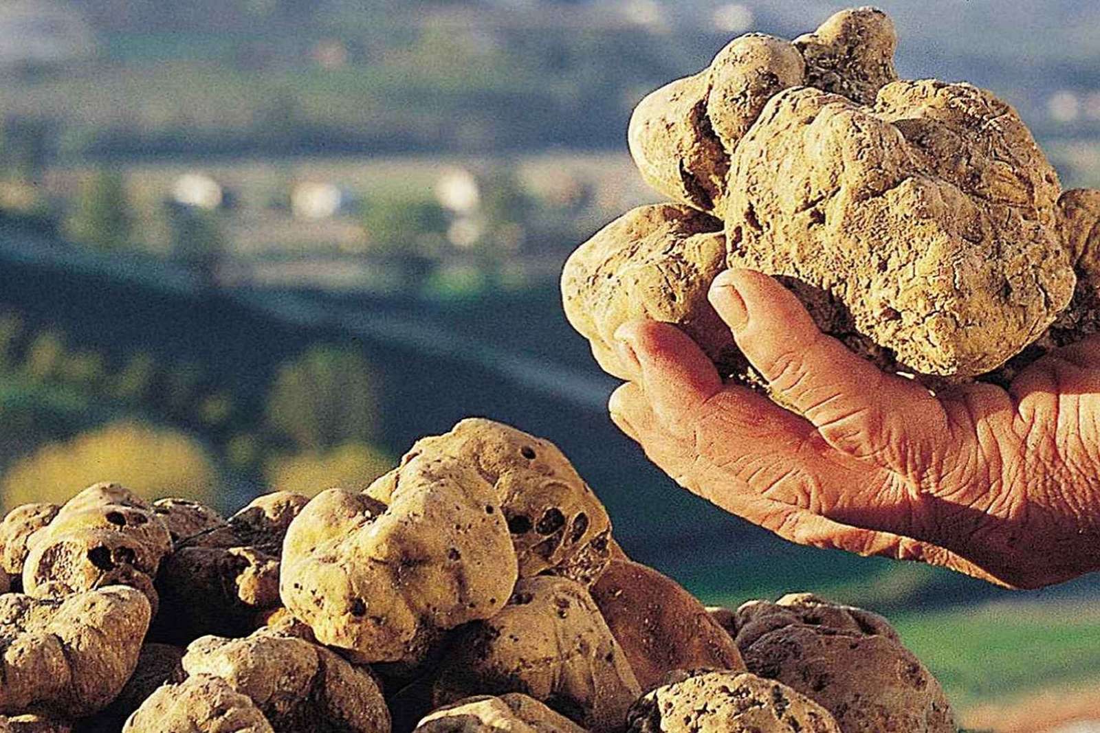 Fiera del Tartufo di Alba con guida e treno da Torino