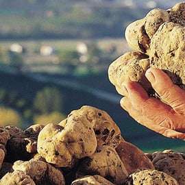 Fiera del Tartufo di Alba con guida e treno da Torino