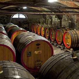 Tour privato: Degustazione di Barolo nelle Langhe da Torino