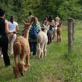 Passeggiata con gli alpaca a Torino alla Cascina Cassotti Balbo