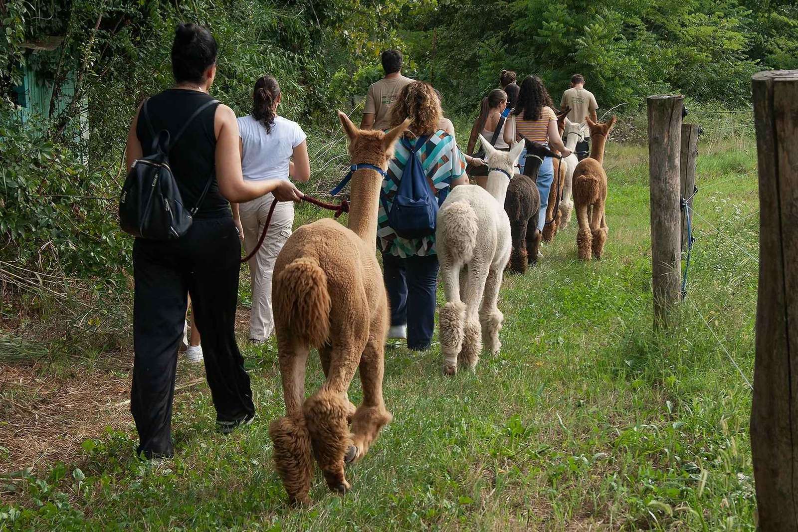 Passeggiata con gli alpaca a Torino alla Cascina Cassotti Balbo