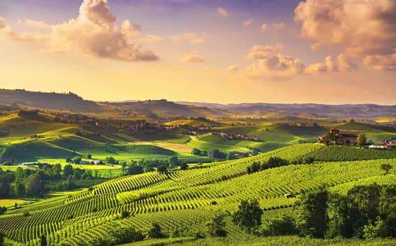 Turin: Langhe Wine Tour with Private Transfers and Lunch