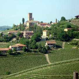 Da Torino: Tour di degustazione di Barolo e Barbaresco
