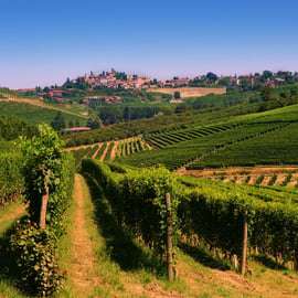 Torino: Langhe Wine Tour con trasferimenti privati e pranzo